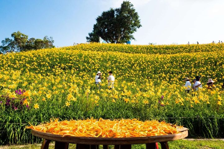 夏天是在八卦山觀賞金針花的好時節。　圖：參山國家風景區管理處／提供