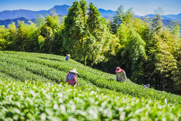 ▲台灣茶世界知名，既可欣賞茶園美景，更能好好品茶。　圖：shutterstock／來源