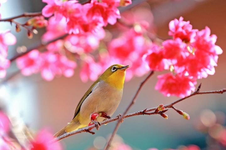 ▲台灣是賞鳥天堂，從高山到平地都有絢爛蹤影。　圖：shutterstock／來源