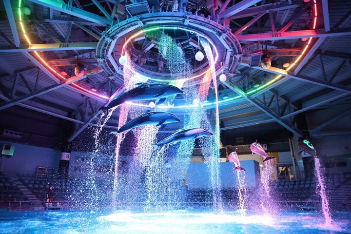 品川水族館精采的海豚秀，讓人目不轉睛。　圖：©maxell AQUA PARK SHINAGAWA／提供