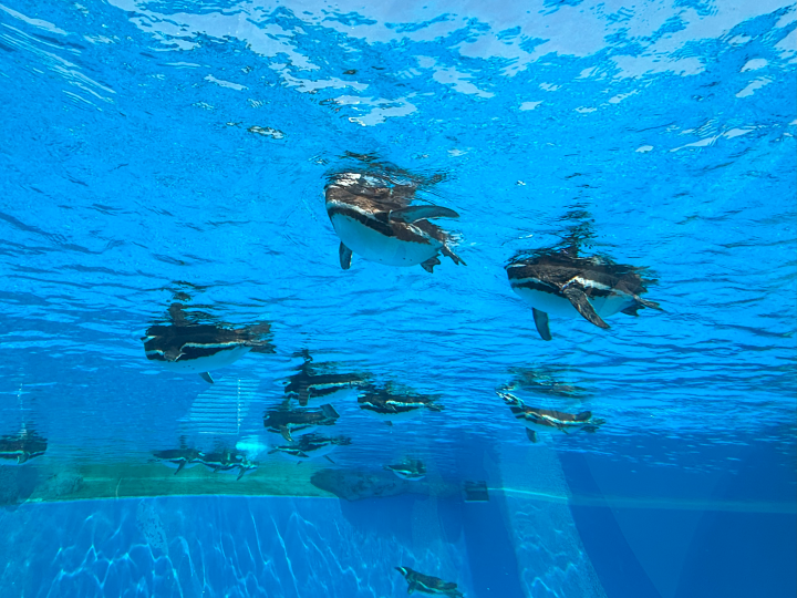 ▲「AQUA LIVE」區從水母、熱帶魚、魟魚、鯊魚到海龜與海獅皆有。　圖：向日遊／提供