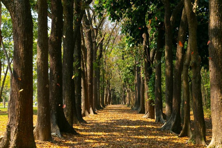 ▲新威森林公園－桃花心木林步道落葉地毯。　圖：茂林國家風景區管理處／提供