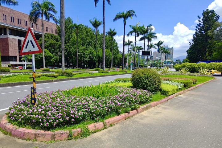 ▲日日春、狐尾武竹、金露華等不同高度質感錯落搭配，營造豐富有節奏感的街道綠意。　圖：臺北市政府工務局／提供