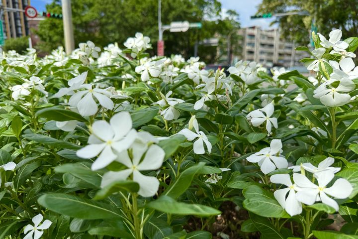 ▲白色日日春在綠葉間綻放，為街頭注入一抹清新與柔和。　圖：臺北市政府工務局／提供