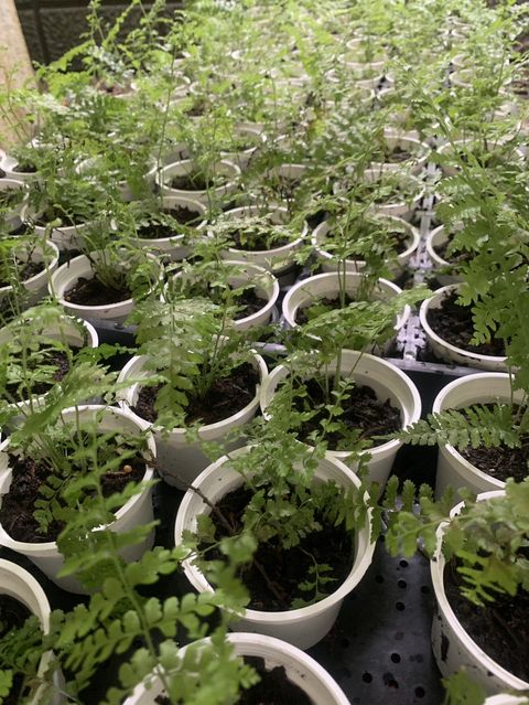 ▲台灣原生蕨類粗毛鱗蓋蕨小苗。　圖：林業保育署台中分署／提供