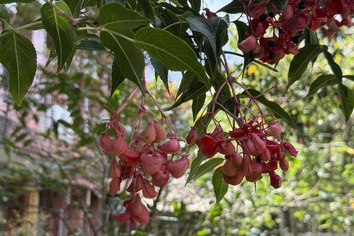 ▲紅色果實宛如小巧盒子，包裹著光滑黑種子，是山林中的秋日驚喜。　圖：臺北市政府工務局／提供