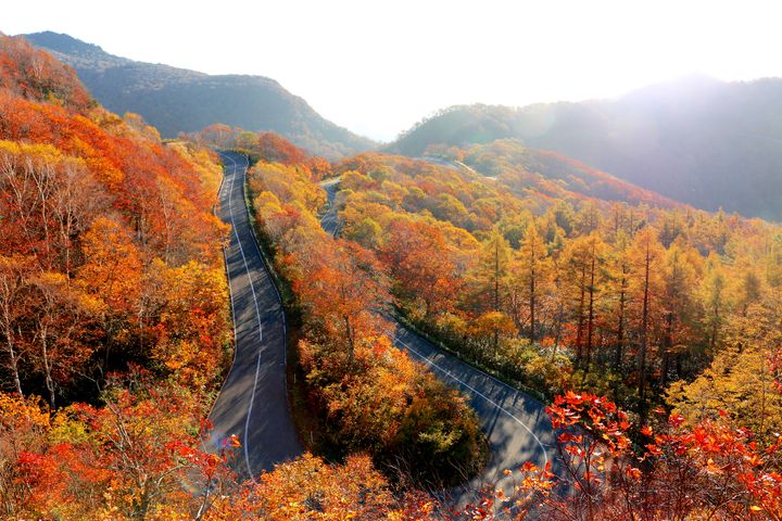 ▲「磐梯山」的黃金公路的秋日紅葉景致，壯闊又夢幻。　圖：Shutterstock／來源